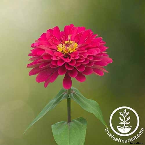 15 of the Best Zinnia Varieties to Grow in the Garden