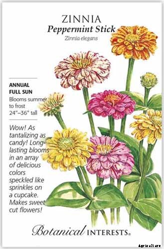 15 of the Best Zinnia Varieties to Grow in the Garden