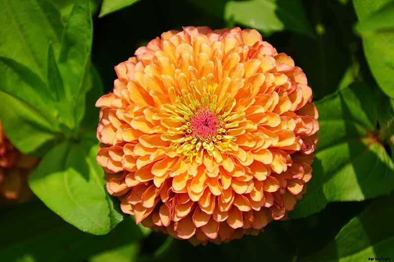 15 of the Best Zinnia Varieties to Grow in the Garden