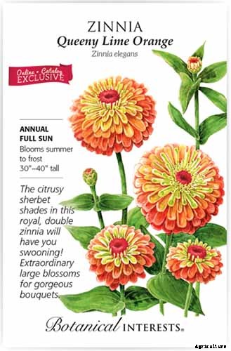 15 of the Best Zinnia Varieties to Grow in the Garden