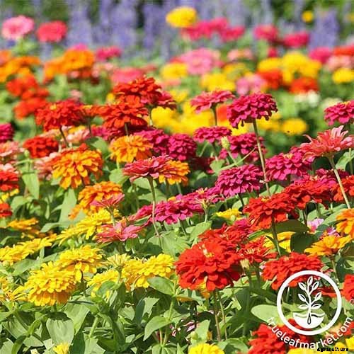 15 of the Best Zinnia Varieties to Grow in the Garden