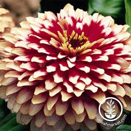 15 of the Best Zinnia Varieties to Grow in the Garden