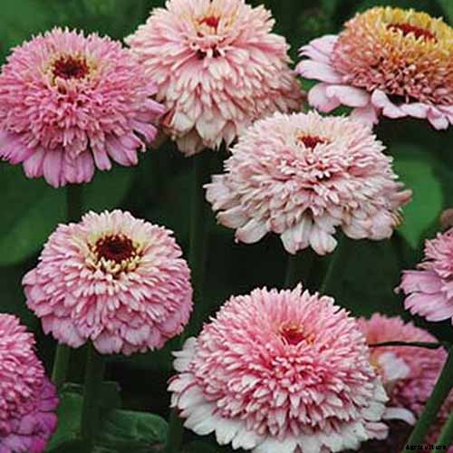 15 of the Best Zinnia Varieties to Grow in the Garden