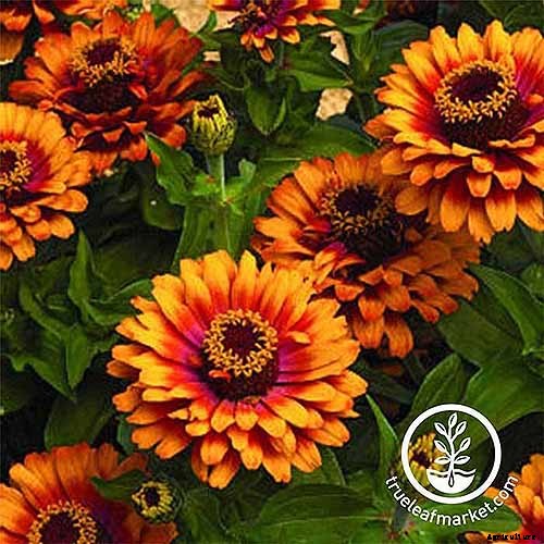 15 of the Best Zinnia Varieties to Grow in the Garden