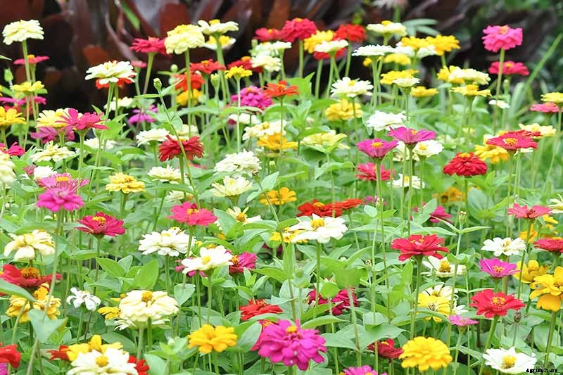 15 of the Best Zinnia Varieties to Grow in the Garden