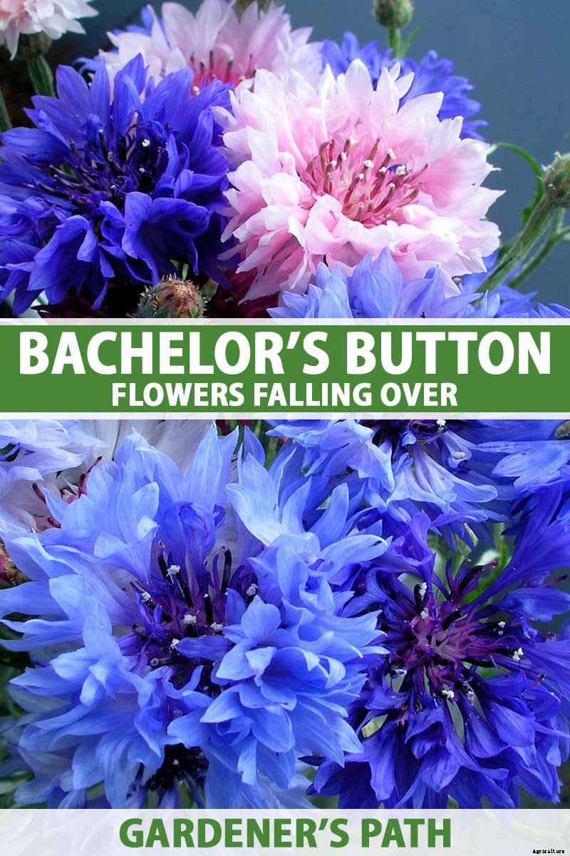 Bachelor’s Button Problems: Why Are My Flowers Falling Over?