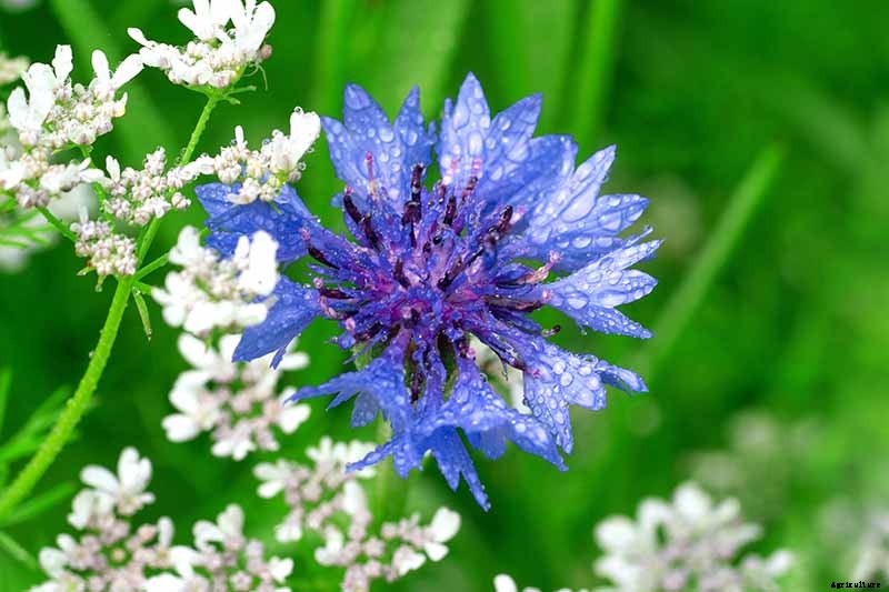 Bachelor’s Button Problems: Why Are My Flowers Falling Over?