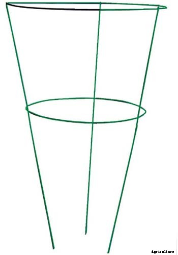 Bachelor’s Button Problems: Why Are My Flowers Falling Over?