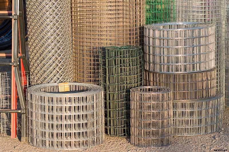 Bachelor’s Button Problems: Why Are My Flowers Falling Over?