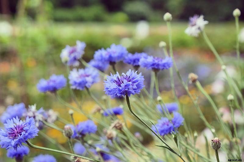 Bachelor’s Button Problems: Why Are My Flowers Falling Over?