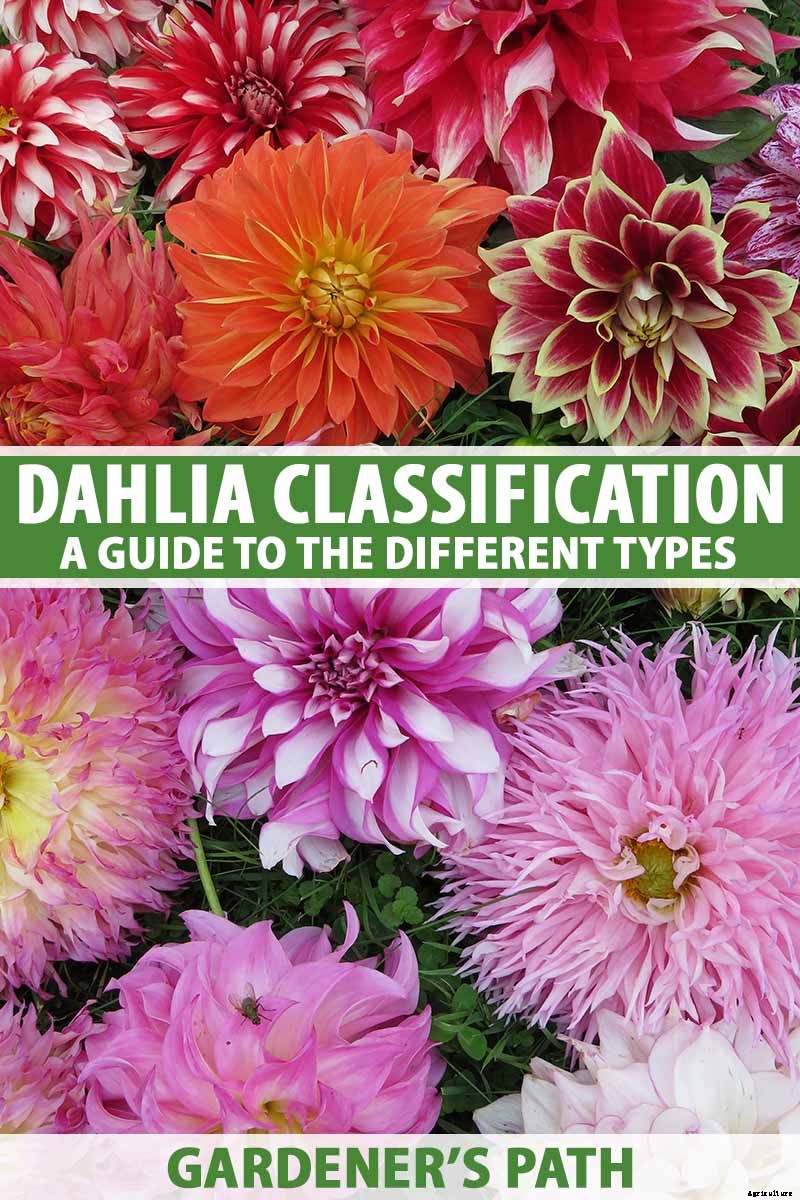 Dahlia Flower Types: A Guide to Groups and Classification