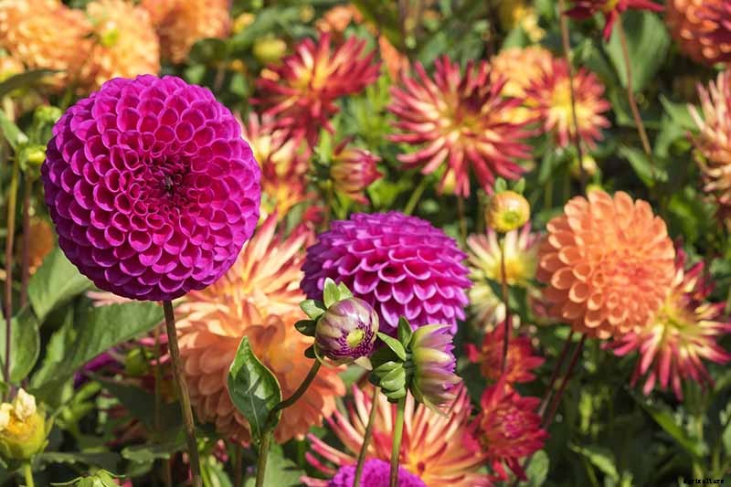 Dahlia Flower Types: A Guide to Groups and Classification