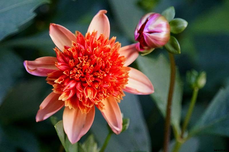 Dahlia Flower Types: A Guide to Groups and Classification