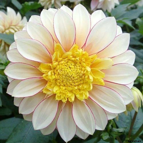 Dahlia Flower Types: A Guide to Groups and Classification