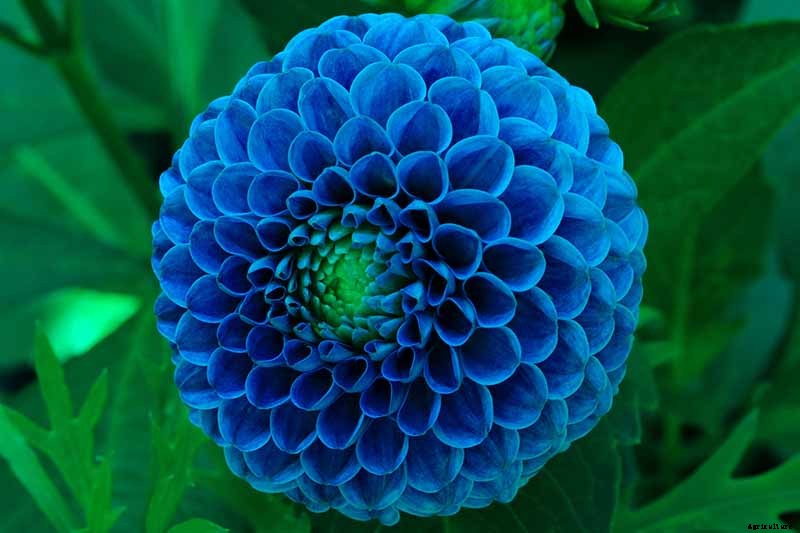 Dahlia Flower Types: A Guide to Groups and Classification