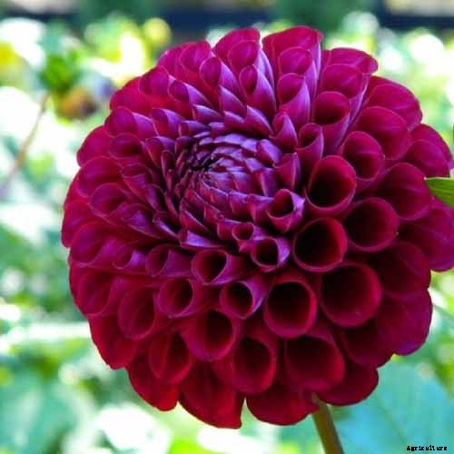 Dahlia Flower Types: A Guide to Groups and Classification