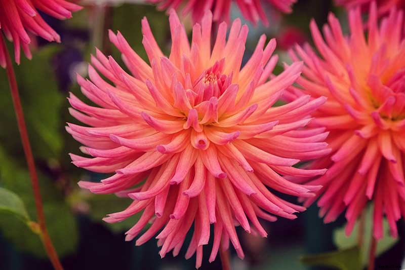 Dahlia Flower Types: A Guide to Groups and Classification