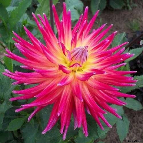 Dahlia Flower Types: A Guide to Groups and Classification