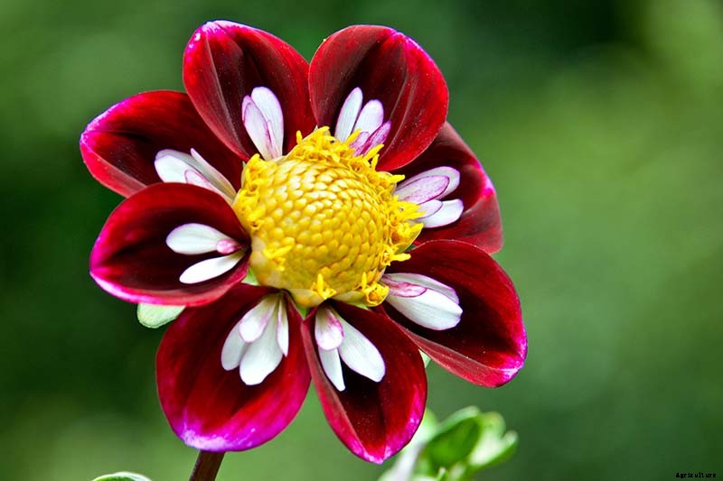 Dahlia Flower Types: A Guide to Groups and Classification