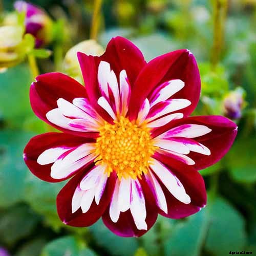 Dahlia Flower Types: A Guide to Groups and Classification