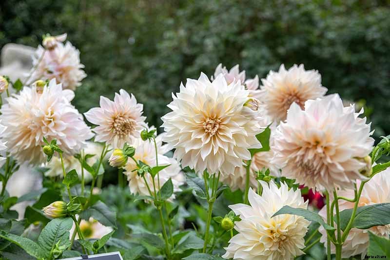 Dahlia Flower Types: A Guide to Groups and Classification