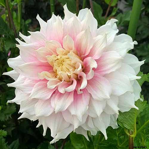 Dahlia Flower Types: A Guide to Groups and Classification