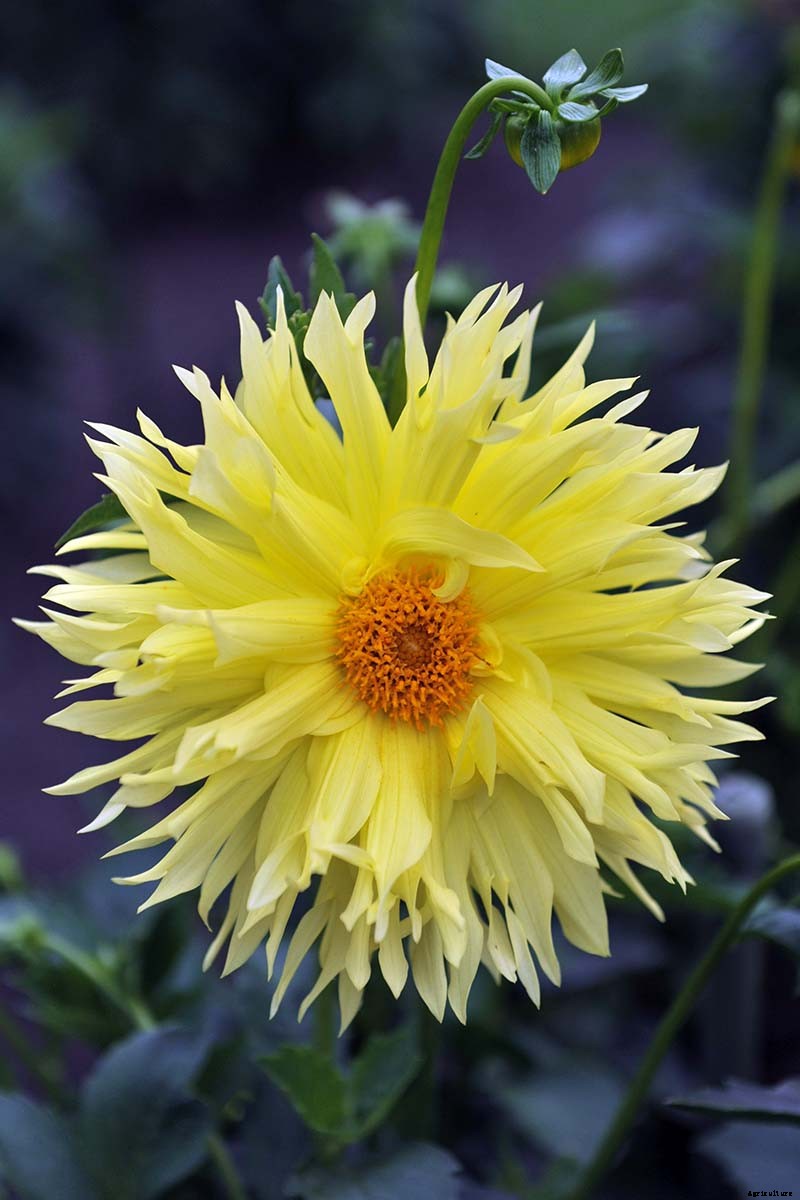 Dahlia Flower Types: A Guide to Groups and Classification