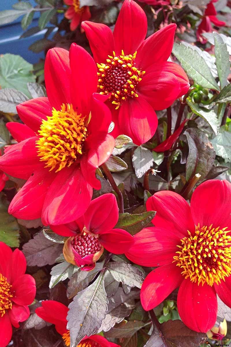 Dahlia Flower Types: A Guide to Groups and Classification