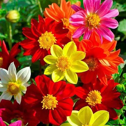 Dahlia Flower Types: A Guide to Groups and Classification