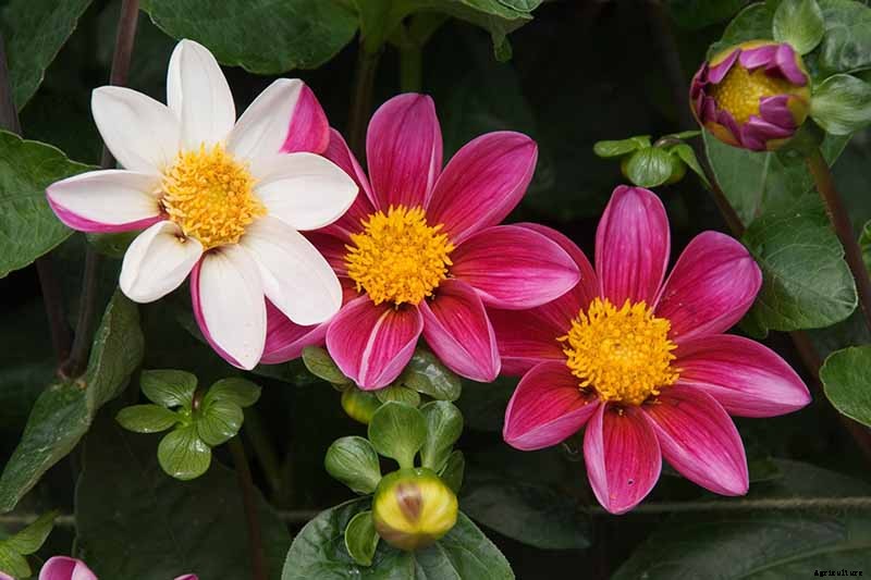Dahlia Flower Types: A Guide to Groups and Classification