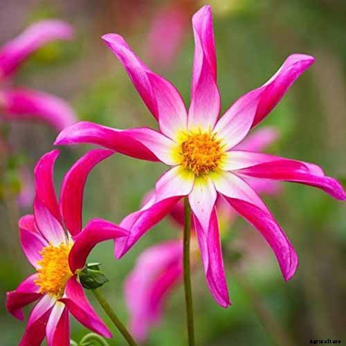 Dahlia Flower Types: A Guide to Groups and Classification