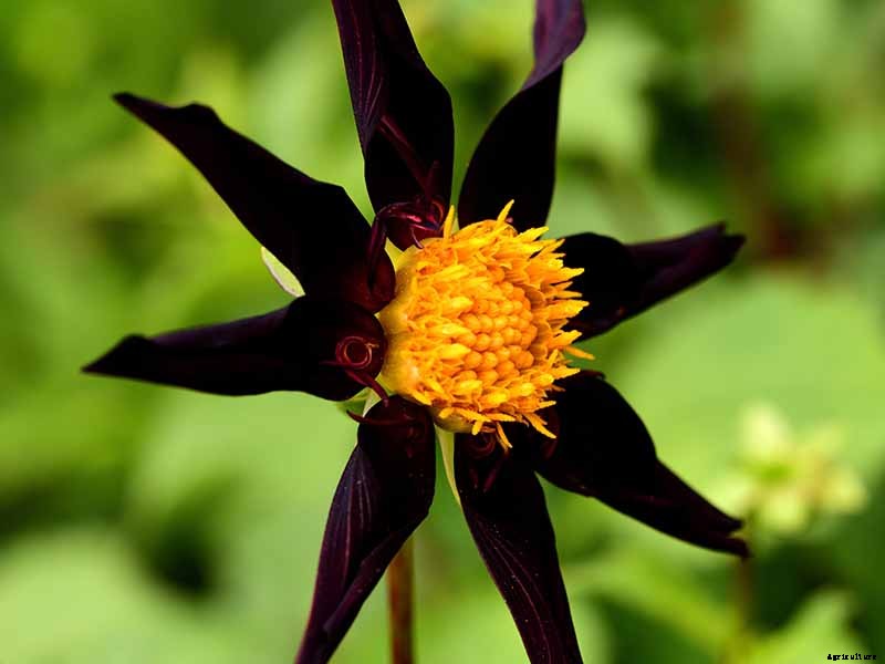 Dahlia Flower Types: A Guide to Groups and Classification