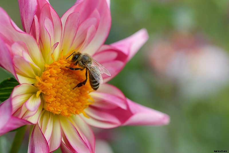 Dahlia Flower Types: A Guide to Groups and Classification