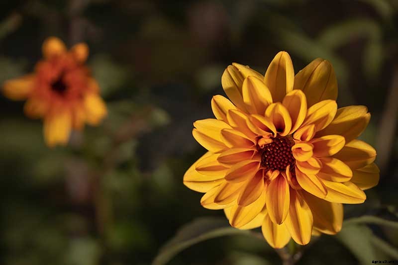 Dahlia Flower Types: A Guide to Groups and Classification