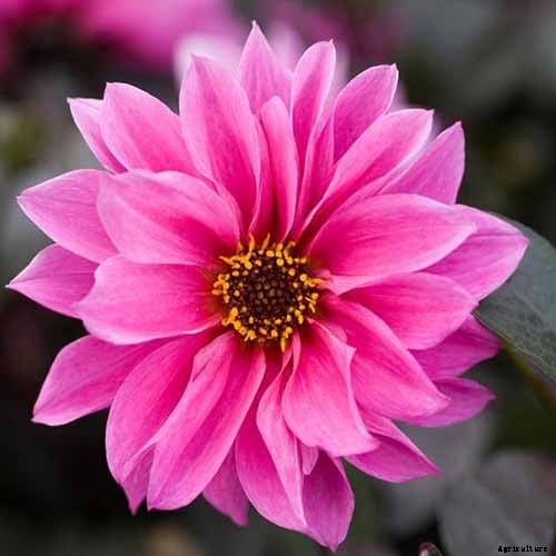 Dahlia Flower Types: A Guide to Groups and Classification
