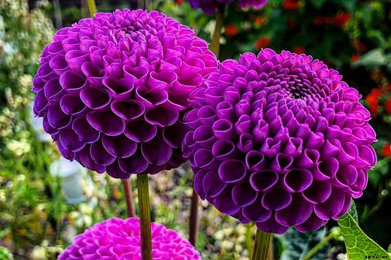 Dahlia Flower Types: A Guide to Groups and Classification