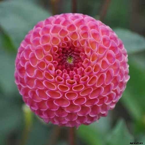 Dahlia Flower Types: A Guide to Groups and Classification