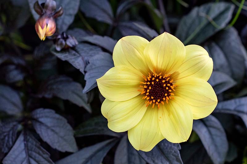 Dahlia Flower Types: A Guide to Groups and Classification