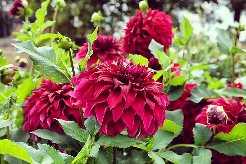 Dahlia Flower Types: A Guide to Groups and Classification