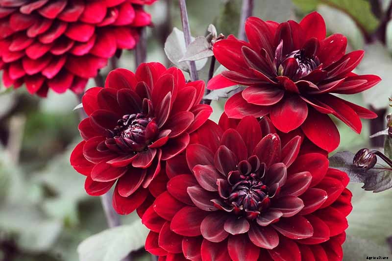Dahlia Flower Types: A Guide to Groups and Classification