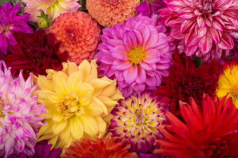Dahlia Flower Types: A Guide to Groups and Classification