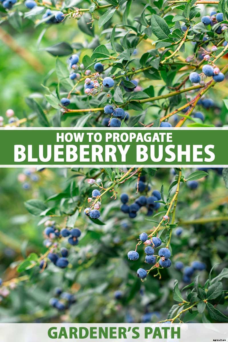 How to Propagate Blueberry Bushes