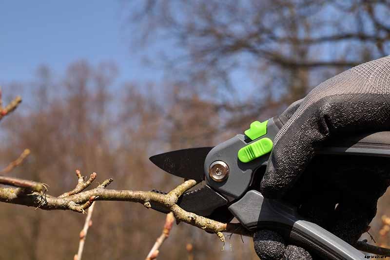 How to Propagate Blueberry Bushes