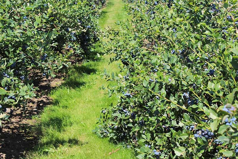 How to Propagate Blueberry Bushes