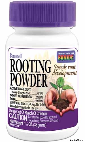 How to Propagate Blueberry Bushes