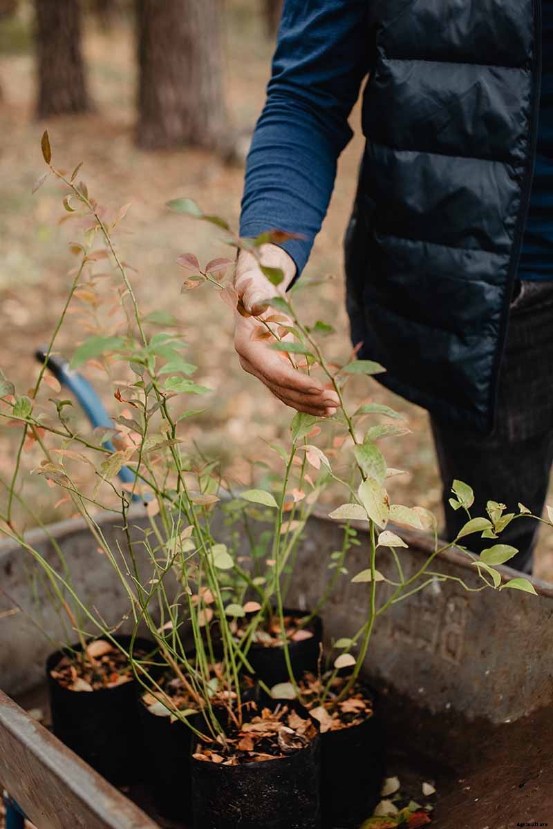How to Propagate Blueberry Bushes