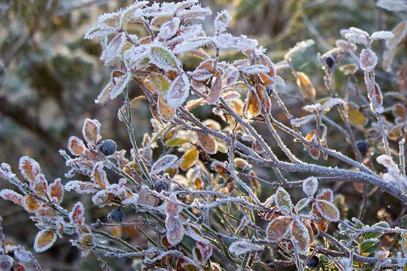 How to Propagate Blueberry Bushes