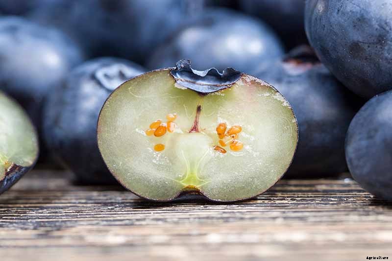 How to Propagate Blueberry Bushes