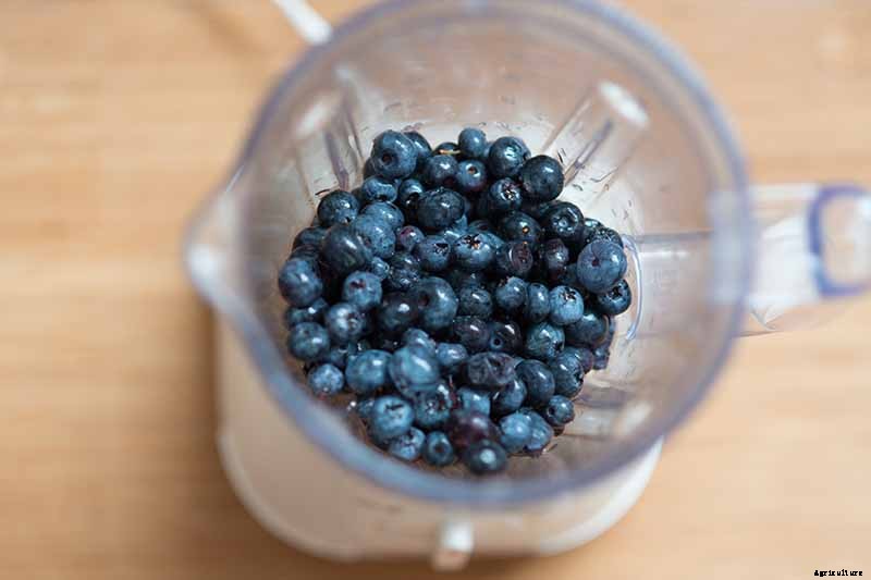 How to Propagate Blueberry Bushes