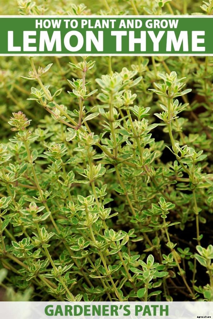 How to Plant and Grow Lemon Thyme